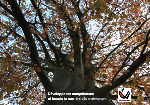 Image d'un arbre avec le slogan "Développe tes compétences et booste ta carrière dès maintenant"